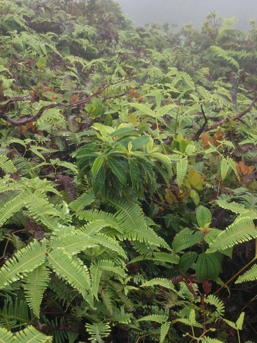 kanawao keʻokeʻo (Cyrtandra paludosa)