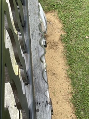 Chrysopelea paradisi