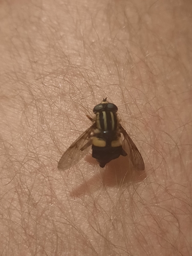 Three-lined Hover Fly photo 4