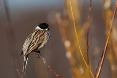 Reed Bunting photo 2