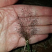 Sporobolus caroli - Photo (c) swainsona1, alguns direitos reservados (CC BY-NC), uploaded by swainsona1