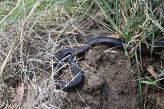 Pseudonaja inframacula