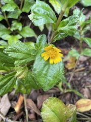 Sphagneticola trilobata