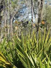 Pipilo erythrophthalmus