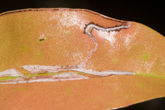 Caloptilia mabaella