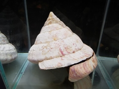 Entemnotrochus rumphii