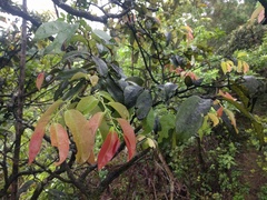 Diospyros sandwicensis