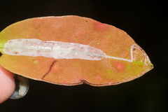 Caloptilia mabaella