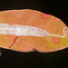 Caloptilia mabaella - Photo (c) Kevin Faccenda, some rights reserved (CC BY), uploaded by Kevin Faccenda