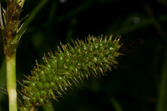 Carex wahuensis