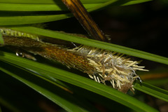 Carex wahuensis