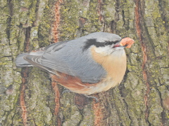 Sitta europaea
