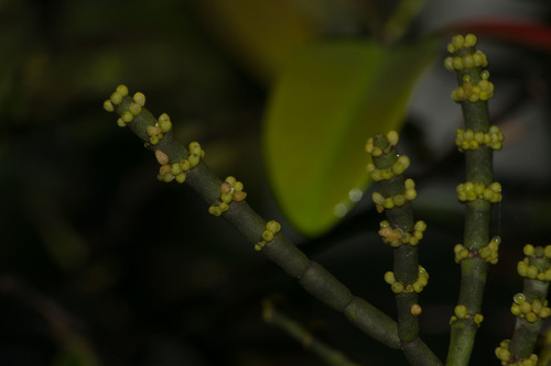 Korthalsella cylindrica