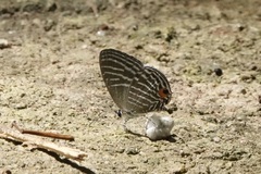 Jamides parasaturatus