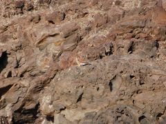 Falco tinnunculus dacotiae