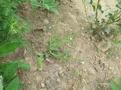 Mazus stachydifolius
