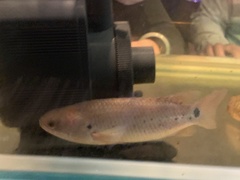 Anabas cobojius