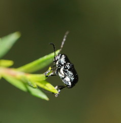 Aporocera scabrosa
