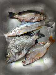 Centropomus parallelus