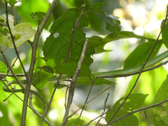 Hapsidophrys smaragdinus