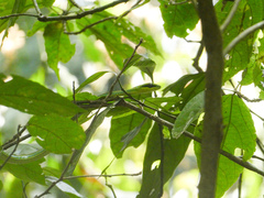 Hapsidophrys smaragdinus