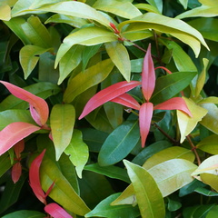 Syzygium myrtifolium