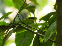 Hapsidophrys smaragdinus