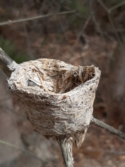 Rhipidura leucophrys