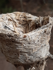 Rhipidura leucophrys