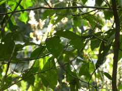 Hapsidophrys smaragdinus