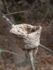 Rhipidura leucophrys