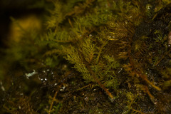 Thuidium cymbifolium