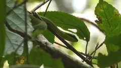 Hapsidophrys smaragdinus