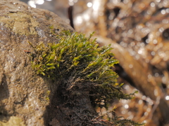 Cinclidotus fontinaloides