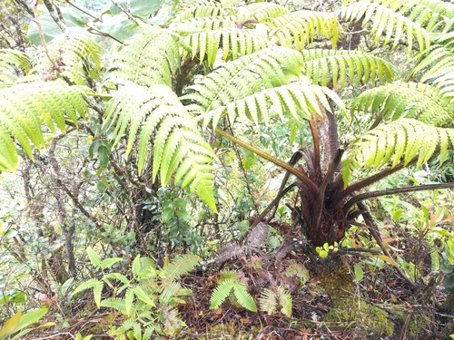 Hapu'u li (Cibotium menziesii)