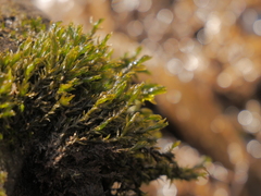 Cinclidotus fontinaloides