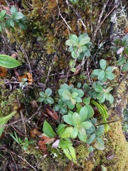 Vaccinium dentatum