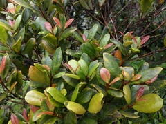 Syzygium sandwicense