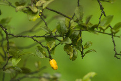 Diospyros sandwicensis