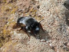 Megachile canescens
