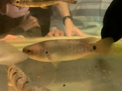 Gangetic climbing perch (Anabas cobojius) — Anabantidae — 2