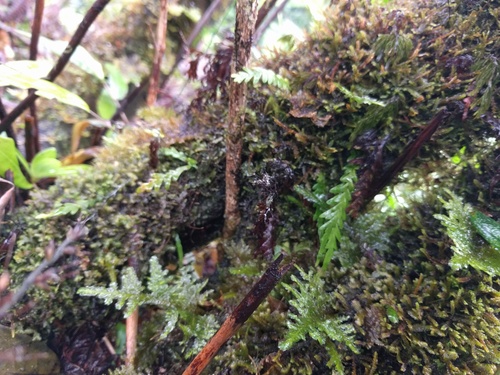 Graceful kihifern (Adenophorus pinnatifidus)