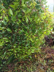 Metrosideros tremuloides