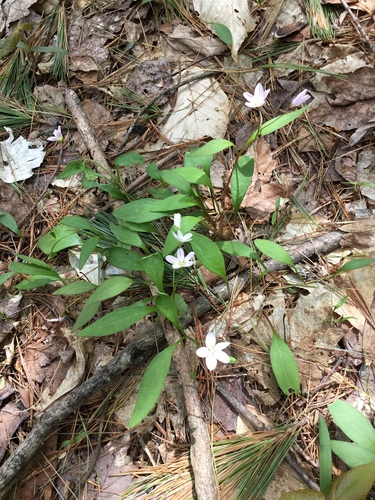 Carolina Springbeauty