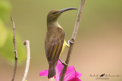 Thick-Billed Spiderhunter photo 1