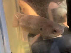 Anabas cobojius