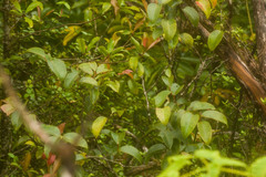 Antidesma platyphyllum