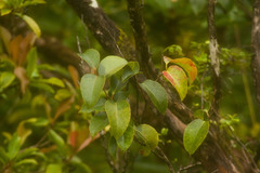 Antidesma platyphyllum