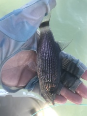 Cheilodipterus arabicus