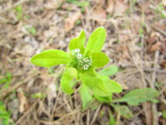 Myosotis macrosperma